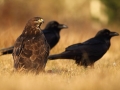Myszołów zwyczajny/Buteo buteo/Common buzzard, żas na drugim planie są kruki/Corvus corax/Common raven