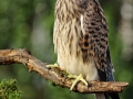Młoda pustułka/Falco tinnunculus/Common kestrel