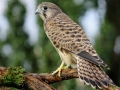 Młoda pustułka/Falco tinnunculus/Common kestrel
