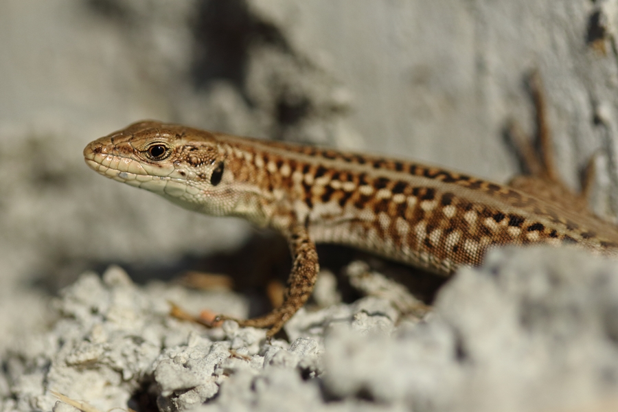 Jaszczurka sycylijska/Podarcis sicula/Italian wall lizard