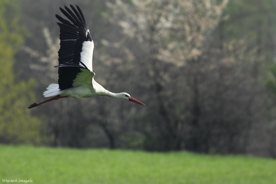 Bocian biały/Ciconia ciconia/White stork