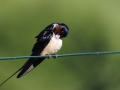 Dymówka/Hirundo rustica/Barn swallow