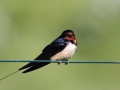 Dymówka/Hirundo rustica/Barn swallow