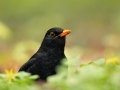 Samiec kosa/Turdus merula/Common blackbird