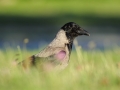 Wrona siwa//Corvus cornix/Hooded crow