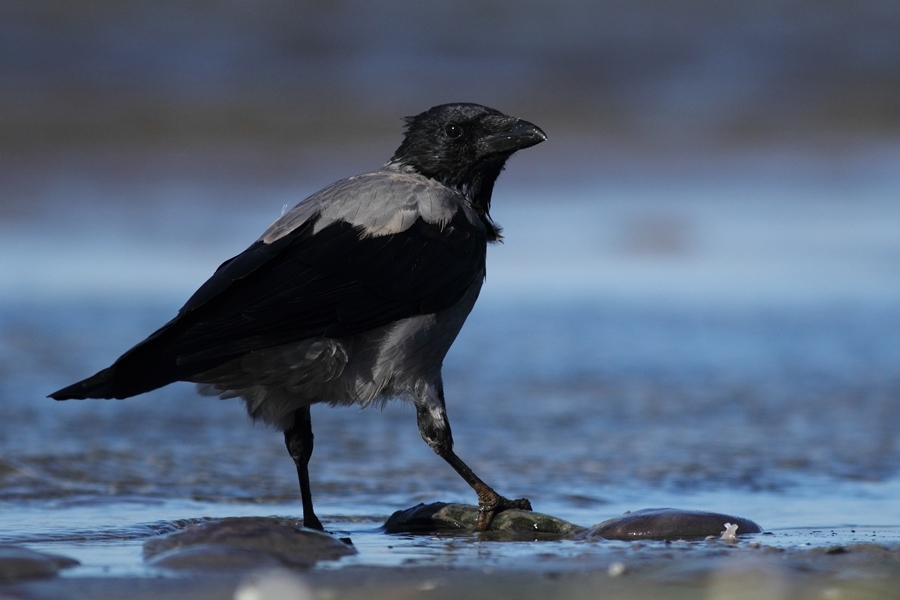 Wrona siwa//Corvus cornix/Hooded crow