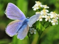 Modraczek ikar/Polyommatus icarus/Common blue