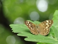 Osadnik egeria/Pararge aegeria/Speckled wood