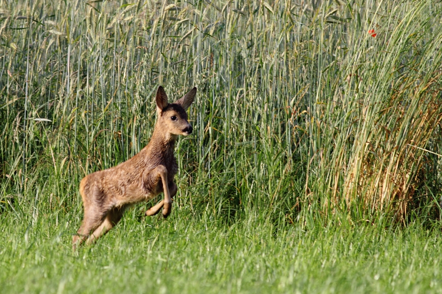 Młoda sarna europejska/Capreolus capreolus/The European roe deer