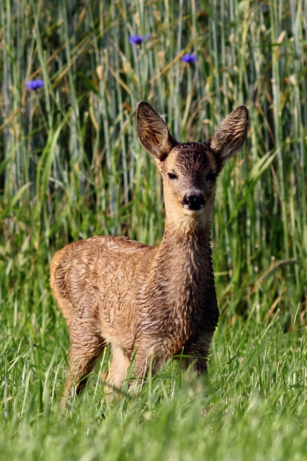 Młoda sarna europejska/Capreolus capreolus/The European roe deer