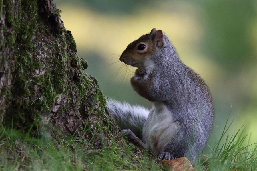 Wiewiórka szara/Sciurus carolinensis/Gray squirrel