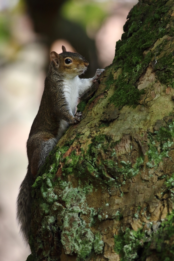 Wiewiórka szara/Sciurus carolinensis/Gray squirrel