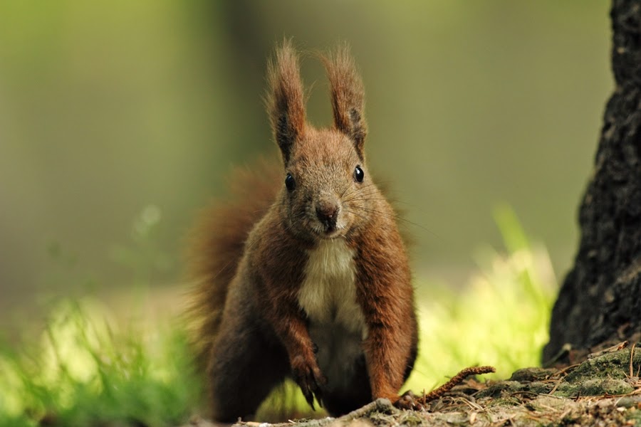 Wiewiórka ruda/Sciurus vulgaris/Red Squirrel