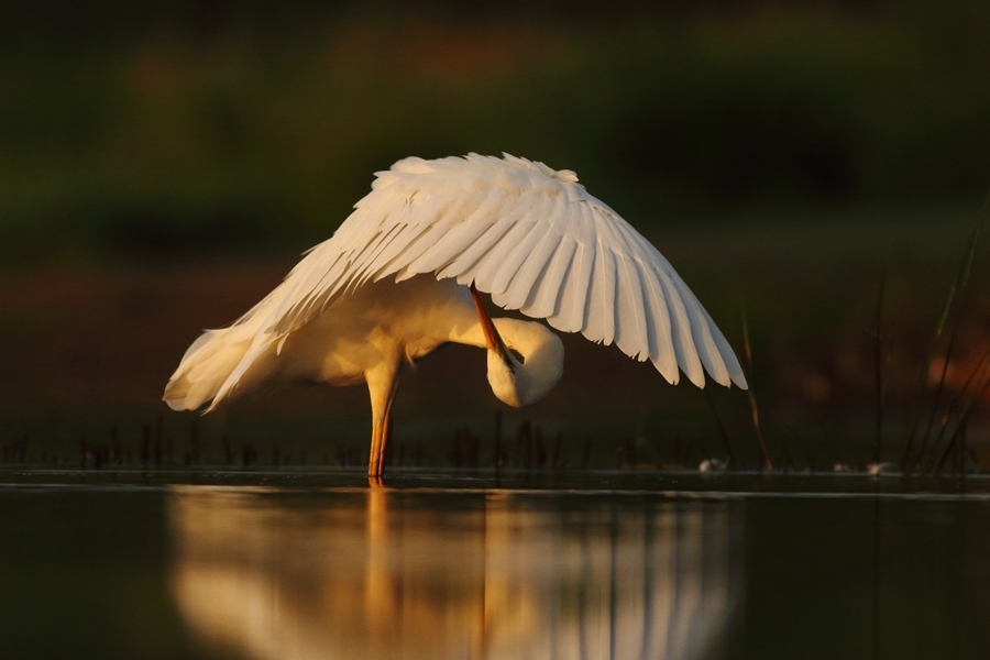 Czapla biała/Ardea alba/Great white egret