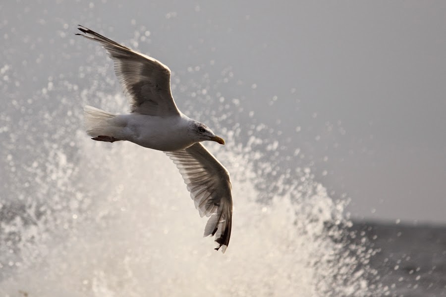 Mewa srebrzysta/Larus argentatus/European herring gull