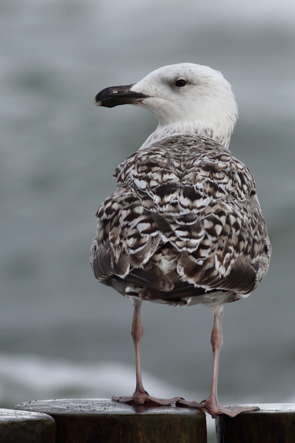 Mewa siodłata/Larus marinus/Great black-backed gull