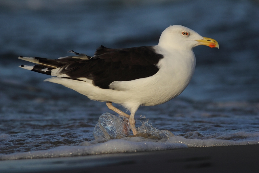 Dorosła mewa siodlata/Larus marinus adultus/Great black-backed gull