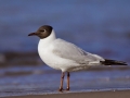 Mewa śmieszka szata godowa/Chroicocephalus ridibundus/Black-headed gull