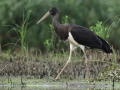 Bocian czarny/Ciconia nigra/Black stork