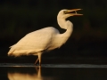 Czapla biała/Ardea alba/Great white egret
