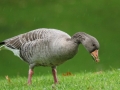 Gęgawa/Anser anser/Greylag goose