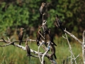 Kormoran mały/Microcarbo pygmeus/Pygmy cormorant