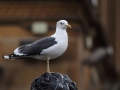 Mewa żółtonoga/Larus fuscus/lesser black-backed gull