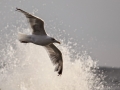Mewa srebrzysta/Larus argentatus/European herring gull