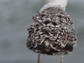 Mewa siodłata/Larus marinus/Great black-backed gull