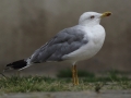 Mewa romańska/Larus michahellis/Yellow-legged Gull